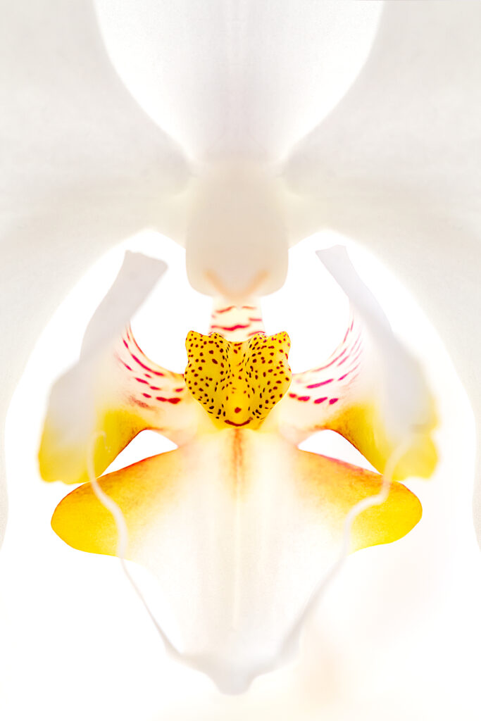 orchidea-2242