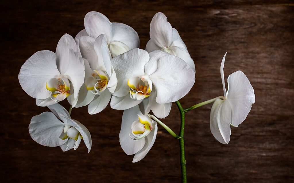 orchidea-594
